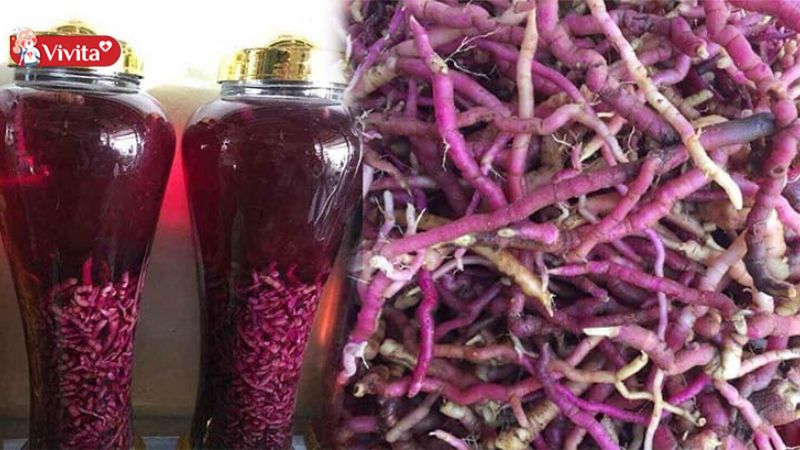 Ba kích là nguyên liệu phổ biến trong việc bổ thận tráng dương