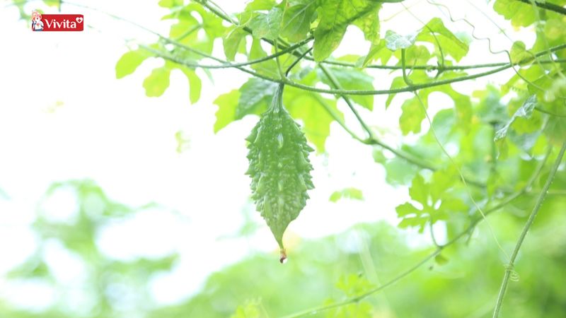 Mướp đắng tắm cho bé bị sởi