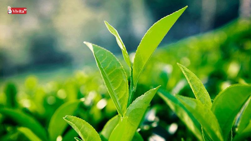 trà xanh tắm cho bệnh sởi ở trẻ