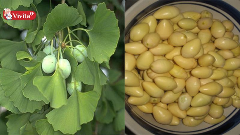 cách sử dụng hạt bạch quả