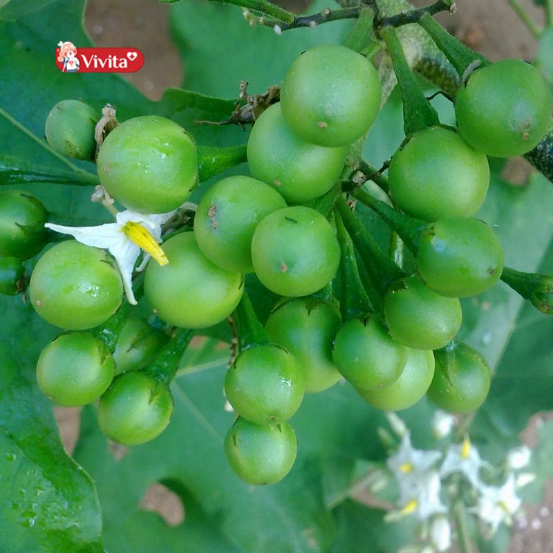 Cà gai dại là cây gì?