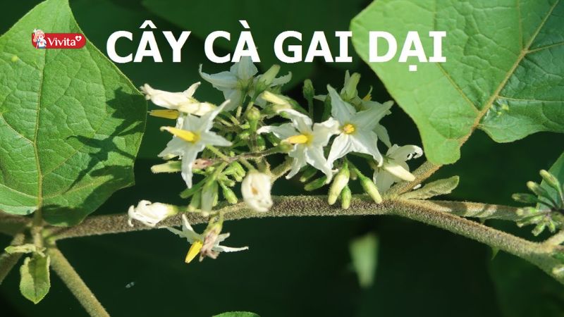 Cây cà gai dại chữa bệnh gì? Công dụng & Lưu ý quan trọng