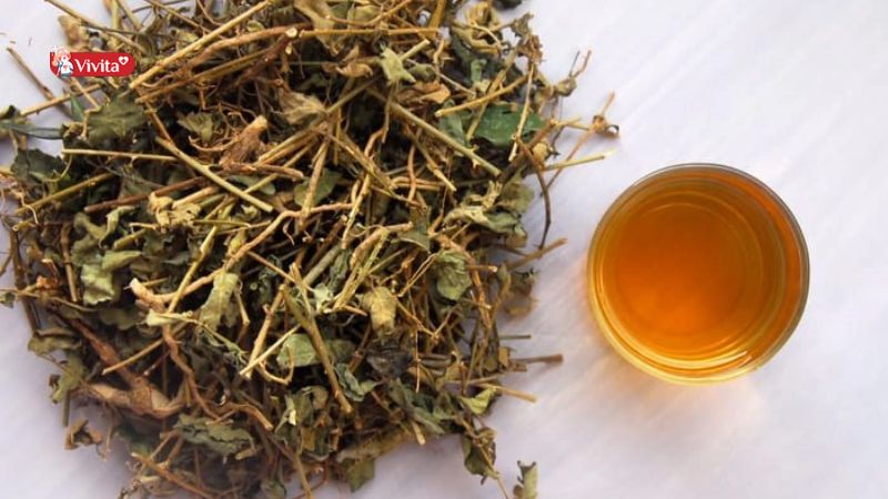 Công dụng cà gai leo dại trong Đông Y