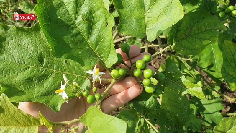 Những lưu ý an toàn khi sử dụng cây cà gai dại